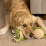 Bailey Banks - @bailey_b_the_dog - Instagram
