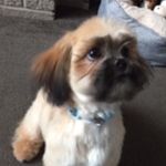 Bailey & Barkley - @two_pooches - Instagram