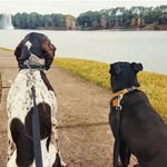 Bailey & Charles Barkley - @gypsy.hounds - Instagram