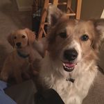 @bailey_and_barkley - Instagram