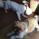 ❤️Bailey And Barkley❤️ - @baileyandbarkley - Instagram