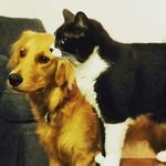 Bailey and Barkley - @adventures_with_bails_n_barks - Instagram