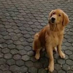 Bailey Barkley - @baileytheboopy - Instagram