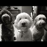 Bailey, Barkley, & Bear - @bbbdoodles - Instagram
