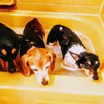 Bailey, Barkley, Bobby - @the.three.doggos.123 - Instagram