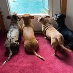 Bailey, Benny, Barkley, Baxter - @doxiedogpack - Instagram