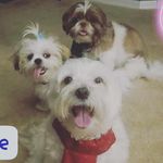 Bailey❤Barkley❤Maui - @fluffy_bbm - Instagram