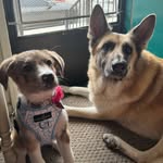 Barkley🐕🐾 & Bailey🐶🐾 - @barkleyandbaileythebeachdogs - Instagram