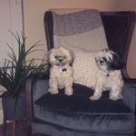 barkley & bailey <3 - @barkley.and.bailey - Instagram