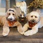 Barkley & Bailey - @barkley_and_bailey - Instagram