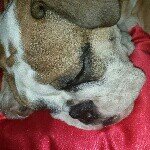 Barkley Bailey - @barkleybailey_bulldog - Instagram
