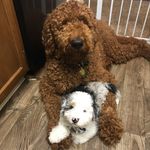 Barkley Joe and Bailey Beau - @barkleynbailey_thedoods - Instagram