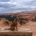 BarkleyBaileyandFrankie - @barkleybaileyandfrankie - Instagram