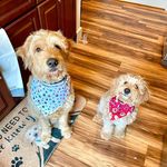 Barkley.nd.bailey - @barkleyandbaileythedoods - Instagram