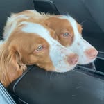 Life of Barkley & Bailey 🐾 - @lifeofbarkley_and_bailey - Instagram