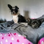 Bailey and Bertie Barlow - @baileyandbertiebarlowchihuahua - Instagram