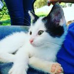 bailey barnett - @purfect_cats_world - Instagram