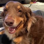 Bailey - @baileybarnhart - Instagram