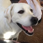 Bailey Harris Barnhart Thomas - @_baileythelab_ - Instagram