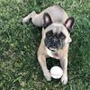 Bailey barr - @bailey_.the._frenchie - TikTok