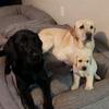 baxter_bailey_nala - @baxter_bailey_nala - TikTok