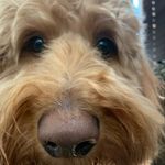 Bailey Martin Beach - @baileybeachpup - Instagram