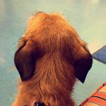 Bailey Beal - @borderterrierbailey - Instagram