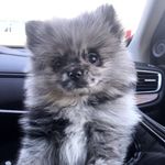 Bailey & Bean - @bailey_and_bean - Instagram