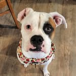 Bailey - @bailey_.bean - Instagram