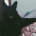 Bailey - @bailey__bean__ - Instagram
