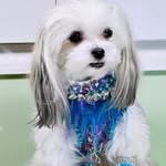 Bailey - @baileybean_malshi - Instagram