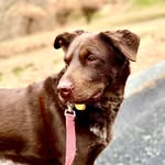 Bailey Bean - @dean_bean_dog - Instagram