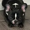 Bailey Bean - @lifeofbaileyb - TikTok