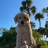 bailey bean - @baileybeanthegolden - TikTok