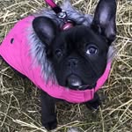 Bailey Bean Boulanger - @frenchie_bailey_bean_ - Instagram