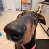 Bailey Bean - @baileysbigworld - TikTok