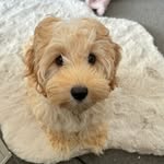 Bailey Bean the Mini Spoodle - @b.aileybean - Instagram
