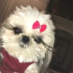 Bean🌟💫 - @bailey_bean_its_me - Instagram