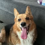 Bailey Beard - @brightpath_k9s - Instagram
