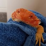 @bailey_bearded_dragon - Instagram