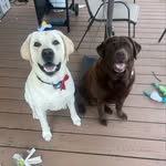 The Life of Bailey and Beasley - @baileyandbeasley - Instagram