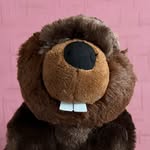 Bailey - @baileythebeaver - Instagram