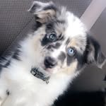 Bailey - @beaver._bailey - Instagram