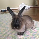 bailey and beckham🐰 - @bailey_and_beckham - Instagram