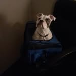 🐾Bailey Beans Beckham🐾 - @baileybeansbeckham - Instagram