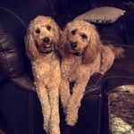 Beckham & Bailey - @beckham_and_bailey_the_doods - Instagram