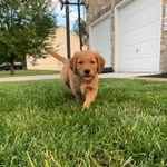 Beckham & Bailey - @beckham_and_bailey_adventures_ - Instagram