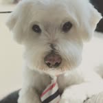 Beckham Bailey Brown - @beckhambaileybrown - Instagram
