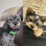 Las aventuras de Beckham y Bailey🐾🦴 - @beckhamybailey - Instagram