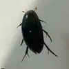 BaileyBee - @baileybeebees - TikTok